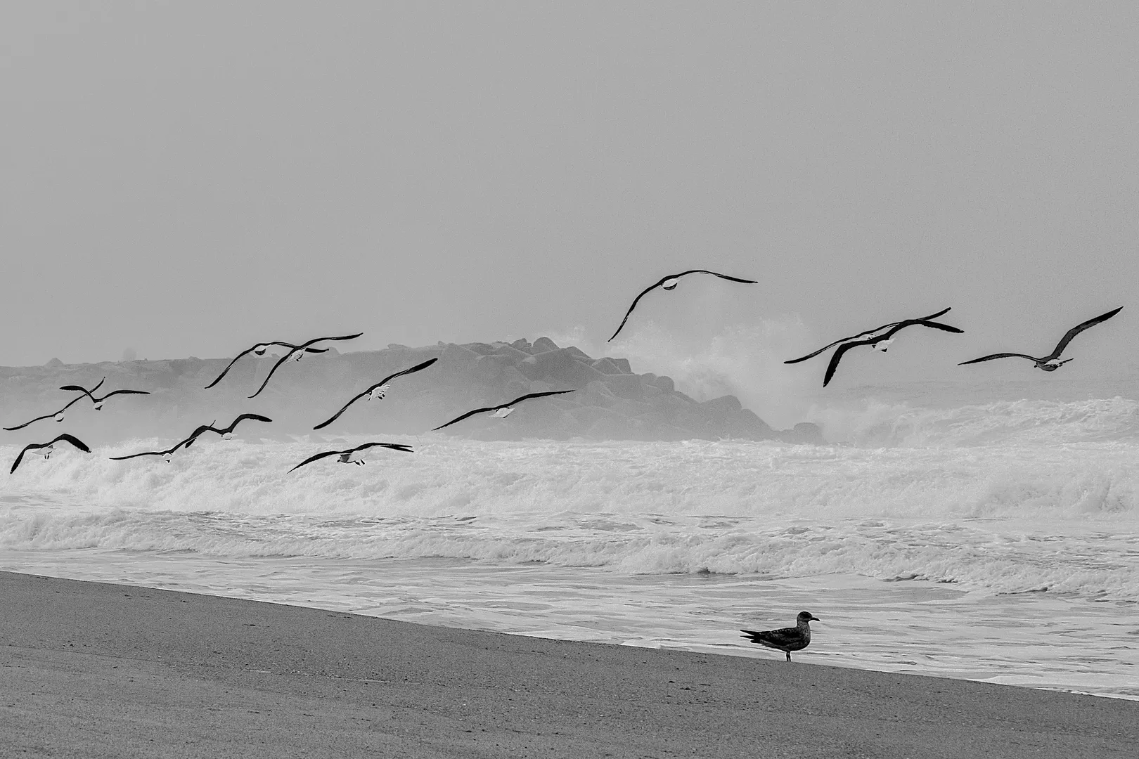 Dansul Pescărușilor 