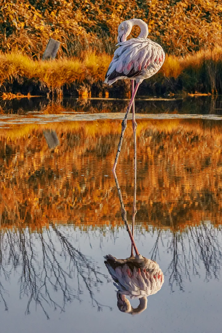 Flamingo