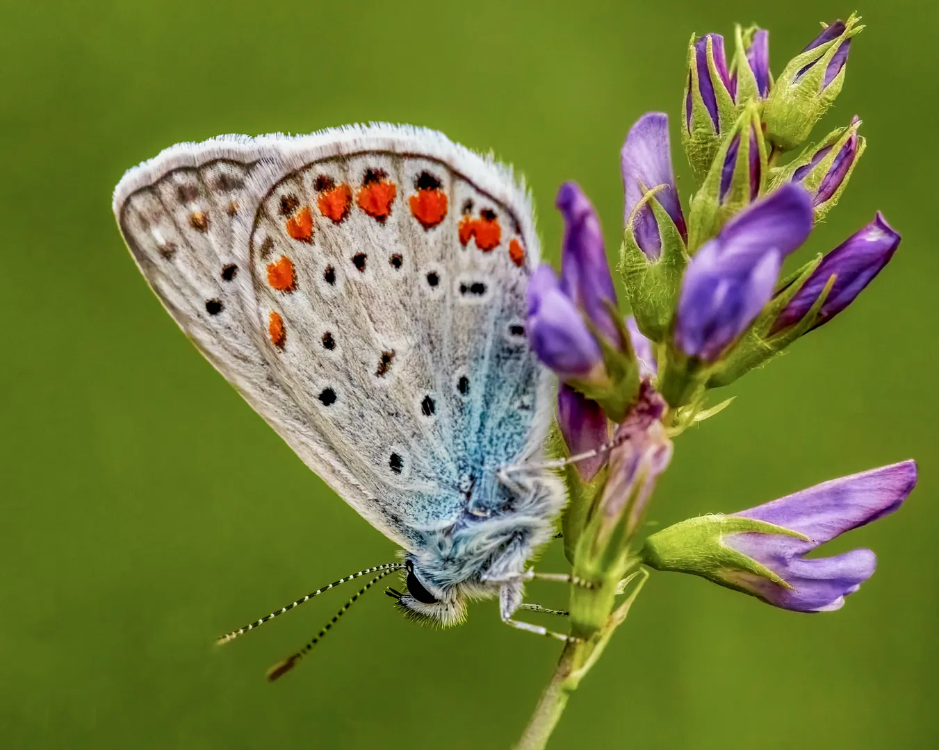 Bijuterie pe o Tijă de Trifoi