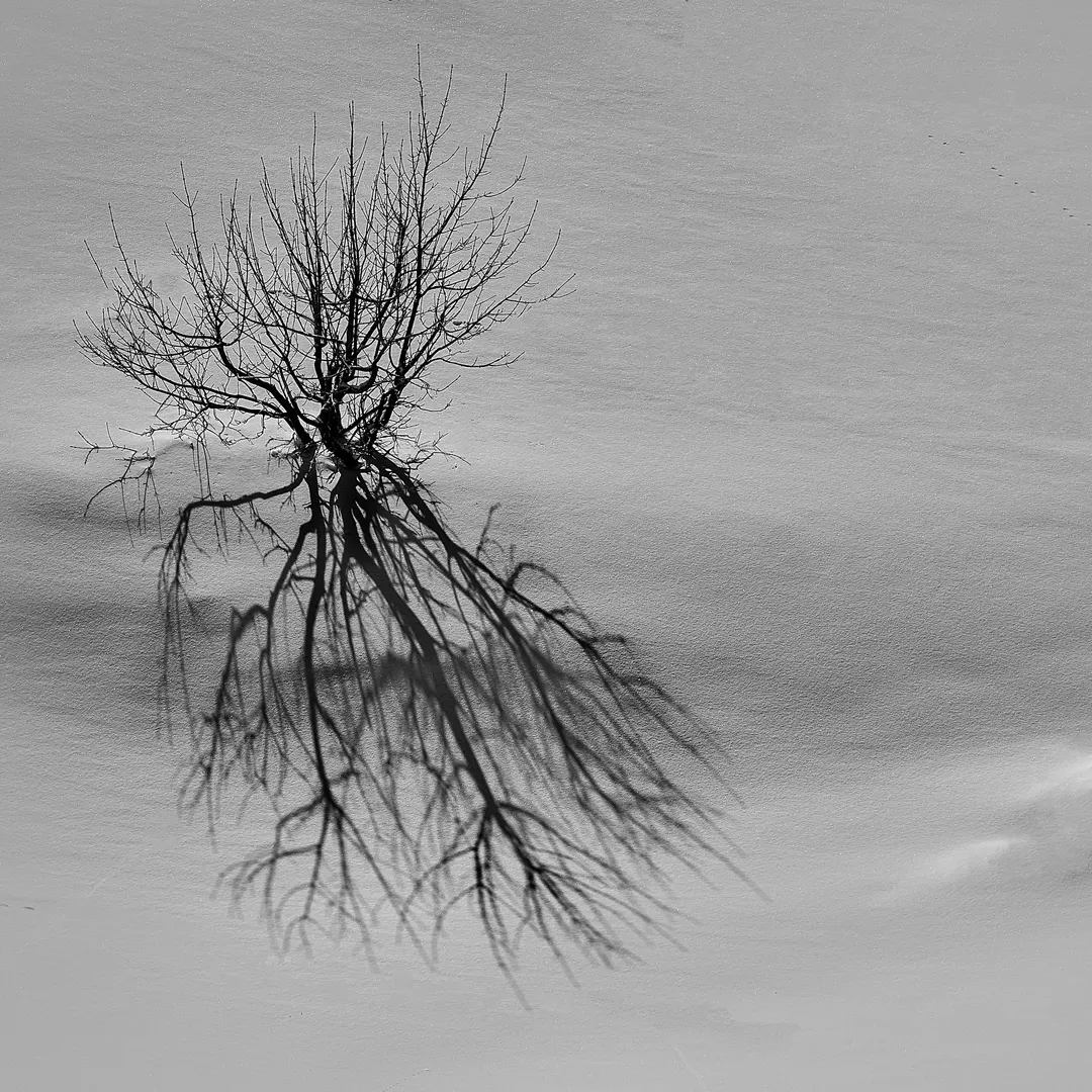 Rădăcini de Umbră