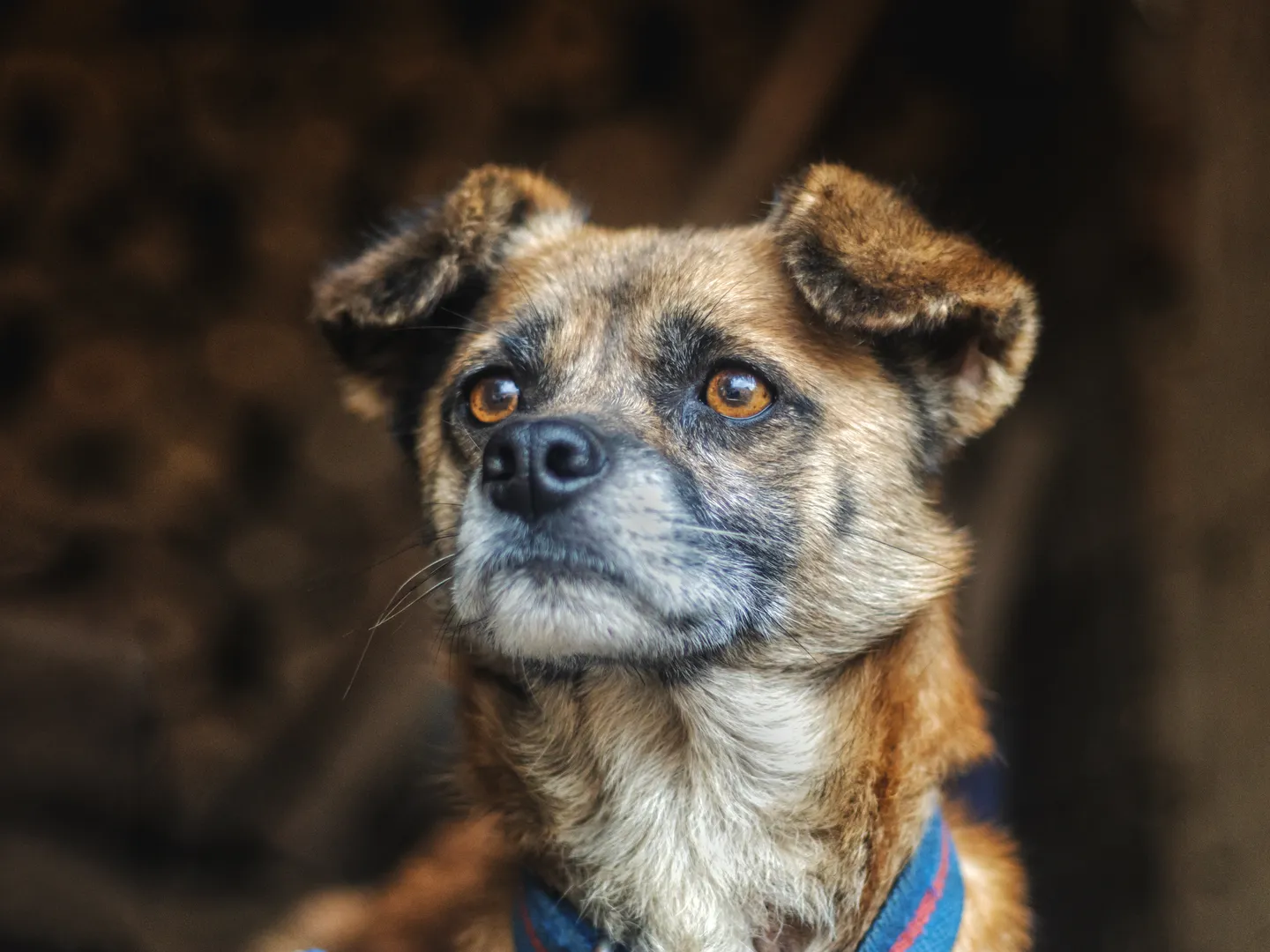 Privirea care Ascultă Tăcerea