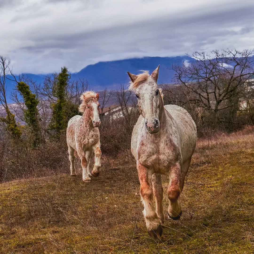 Curiozitate în Amurg