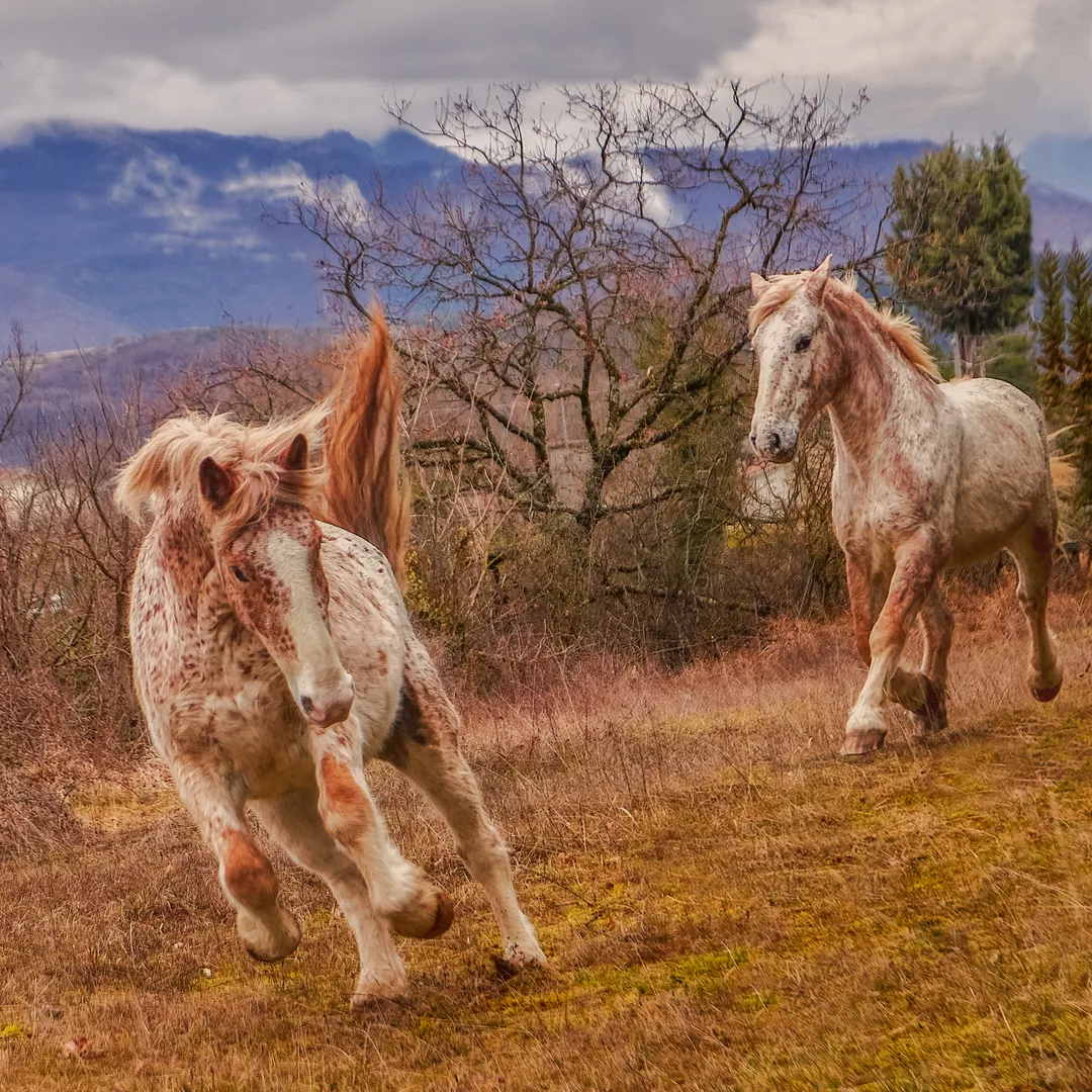 Putere Neîmblânzită