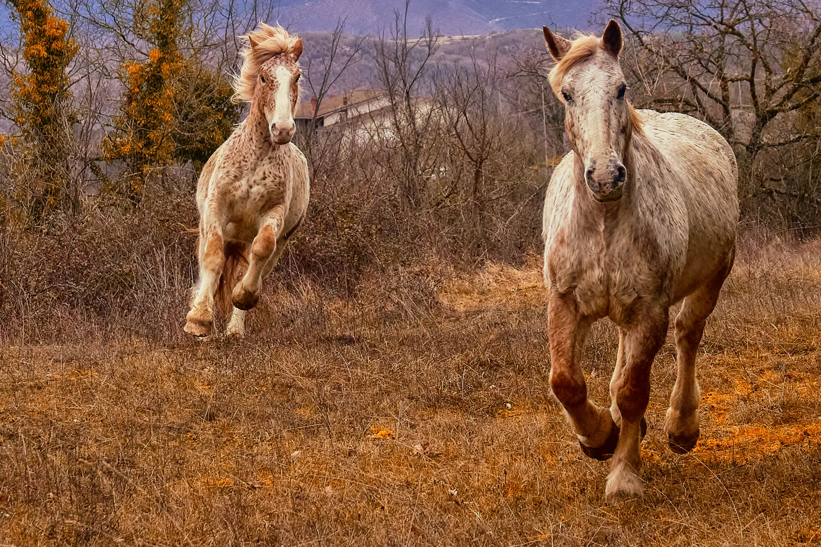 Eliberare Sălbatică