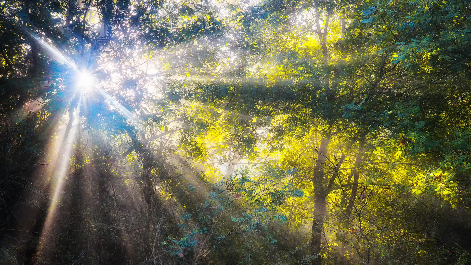 Fereastră spre Lumină